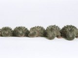Hedgehogs, Young Photographic Print by Les Stocker
