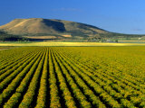 Field of St. John's Wort, Oregon Photographic Print by Inga Spence