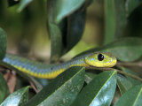Boomslang, Dispholidus Typus, Tanzania Photographic Print by Robert Franz