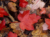 Close-up of Fallen Bright Red Dark Brown and Light Brown Leaves in November Photographic Print by Lynn Keddie