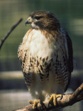 Red Tailed Hawk, New England, MA Fotografie-Druck von Ed Langan