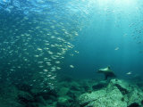 Californian Sea Lion, Sea of Cortez, Mexico Photographie par Tobias Bernhard