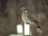 Wood Pigeon, Columba Palumbus on Gravestone in Snow South Yorkshire Photographic Print by Mark Hamblin