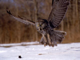 Great Gray Owl Flying, Rowley, MA Photographic Print by Harold Wilion