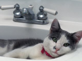 Cat Lying in a Sink Photographic Print by Doug Mazell