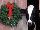 Holstein Cow in Barn with Christmas Wreath, WI Photographic Print by Lynn M. Stone