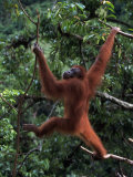 Sumatran Orangutan, Pongo Pygmaeus, Indonesia Photographic Print by D. Robert Franz