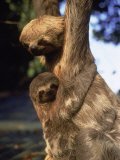 Sloths, Rio de Janeiro, Brazil Photographic Print by Jeff Dunn