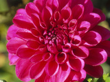 Dahlia Grace Nash, Close-up of Pink Flower Photographie par Lynn Keddie