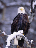 Bald Eagle, Chilkat River, AK Photographie par Elizabeth DeLaney