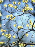 Branches of Spring Flowering Tree Photographic Print by Steven Emery