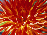Dahlia Carnival Photographic Print by Lynn Keddie