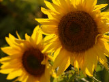 Sunflowers in Prairie Fields, Photographic Print