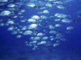 School of Jacks Photographic Print by Karen Schulman