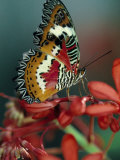 Butterfly Lámina fotográfica por Tony Ruta