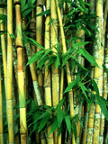 Bamboo, Sumatra Photographic Print by Mike Hill