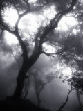 Mist Filled Forest Photographic Print by John Glembin