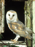 Barn Owl Perched in Old Window Frame, South Yorks Photographic Print by Mark Hamblin