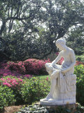 Middleton Gardens, Charleston, SC Photographic Print by Ron Rocz