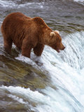 Brown Bear, Katmai National Park, Southwest AK Photographie par Yvette Cardozo