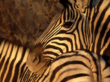 Zebra, Namibia Photographic Print by Olaf Broders