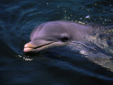 Dolphin, Keys, FL Lámina fotográfica por Larry Lipsky Dolphin, Keys, FL Lámina fotográfica por Larry Lipsky