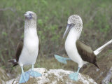 Blue Footed Booby, Elaborate Courtship Dance, Galapagos Photographie par Mark Jones