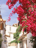 Red Flowers, Epirus, Greece Photographic Print by Walter Bibikow