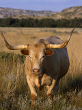 Texas Longhorn, North Dakota Badlands Photographic Print by Lynn M. Stone