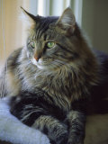 Cat on Window Ledge Photographic Print by Tony Ruta