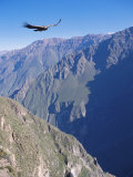 Andean Condor, Juvenile Male in Flight on Morning Thermals, Colca Canyon, Southern Peru Photographic Print by Mark Jones