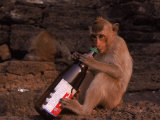 Monkey with Beer Bottle, Lopburi, Thailand Fotografie-Druck von Frank Staub