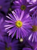 Aster Frikartii 