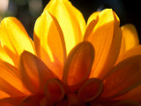 Graphic, Flower, Dahlia (David Howard) Yellow (Backlit), October Fotografie-Druck von Mark Bolton