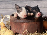 Mixed-Breed Piglets in a Barrel Photographic Print by Lynn M. Stone