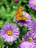 Butterfly on Aster Novae Angliae, September Photographie par Lynn Keddie