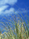 Dune Grass, Florida Keys Photographic Print by Lauree Feldman