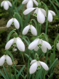 Galanthus, January Photographie par Mark Bolton