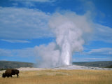 Bison and Old Faithful, Yellowstone National Park, WY Photographic Print by Brian Maslyar