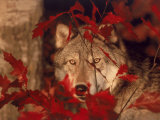 Gray Wolf Peeking Through Leaves Photographic Print by Lynn M. Stone