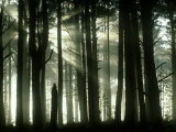 Ancient Caledonian Scots Pine Forest with Sun Beams, Strathspey, UK Photographic Print by Mark Hamblin