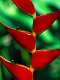 Rainbow Heliconia Photographie par Janet Generalli