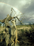 Meerkat, Male, Kalahari Photographic Print by David Macdonald