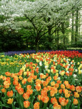 Tulipa (Tulips) Planted En Masse Below Prunus (Cherry) Tree in Blossom, Holland Photographic Print by Mark Bolton