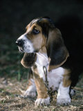 Basset Hound Sits Outdoors with Chain On Photographic Print