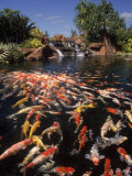 Koi Pond at Hyatt Regency, Kauai, HI Fotografie-Druck von Michele Burgess