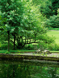 Wiltshire Bog and Woodland Garden with Pond and Lush Foliage Photographic Print by Lynn Keddie