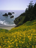 Oregon, Wildflowers and Coastline Photographic Print by Wallace Garrison