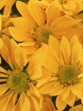 Chrysanthemum Flower Head Photographie par Don Grall