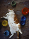 Cat Sleeping on its Back Photographic Print by Chris Rogers